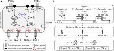 Predictive analytics identifies key factors driving hyperalgesic priming of muscle sensory neurons